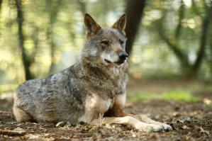 Un lobo Ibérico descansa en la reserva Natural de Marcelle (Lugo). Castilla y León, Galicia, Asturias y Cantabria han acordado ayer miércoles en León poner en marcha un grupo de trabajo alternativo al compuesto por el Ministerio para la Transición Ecológica y el Reto Demográfico para elaborar una estrategia nacional para la gestión del lobo por considerar que ha sido "un fracaso total".- EFE / Eliseo Trigo