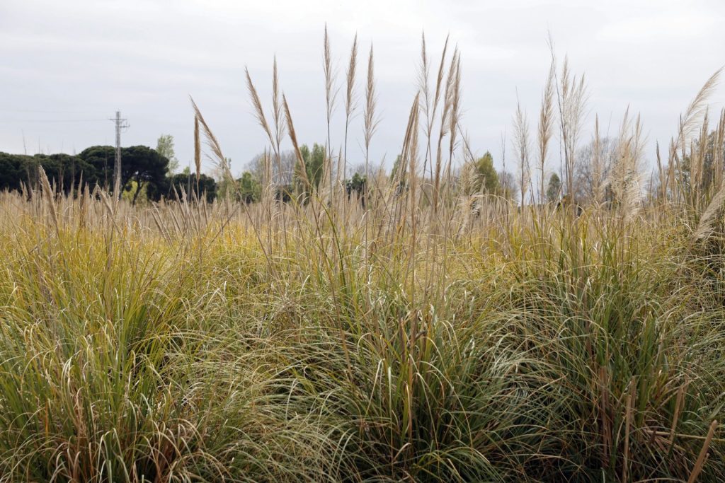 Plumero de la Pampa (cortadelia) en el Delta del Llobregat. Juanjo Guillén/EFE