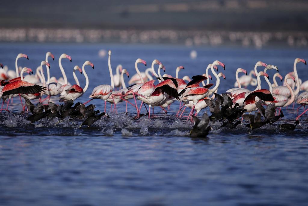 humedal flamencos