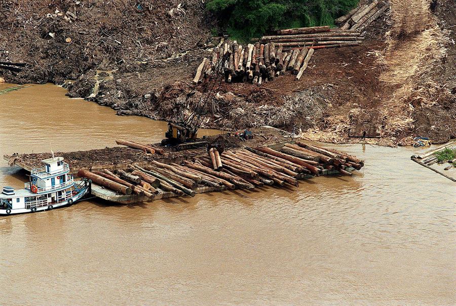 Brasil amazonía tala ilegal