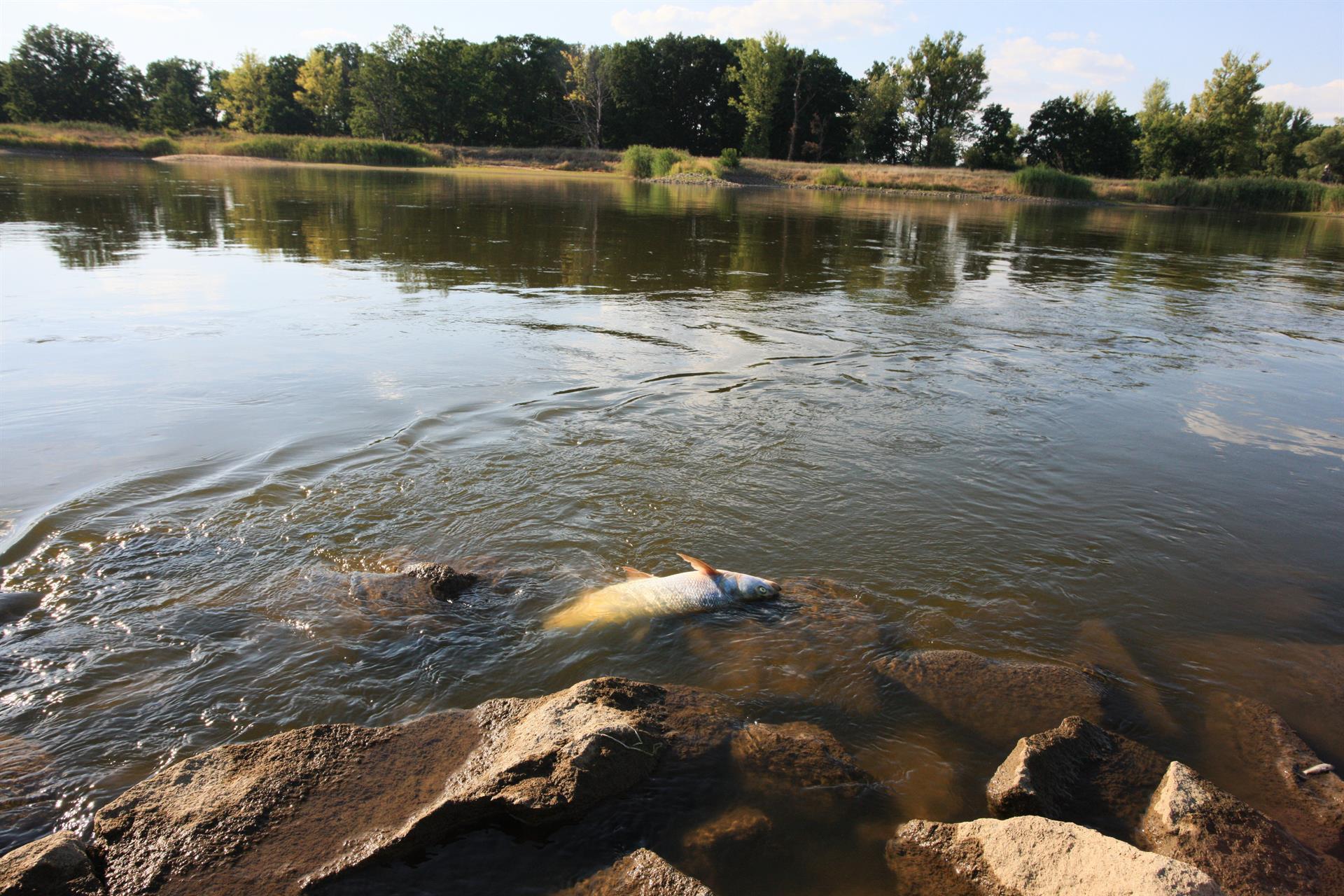 río Oder peces muertos
