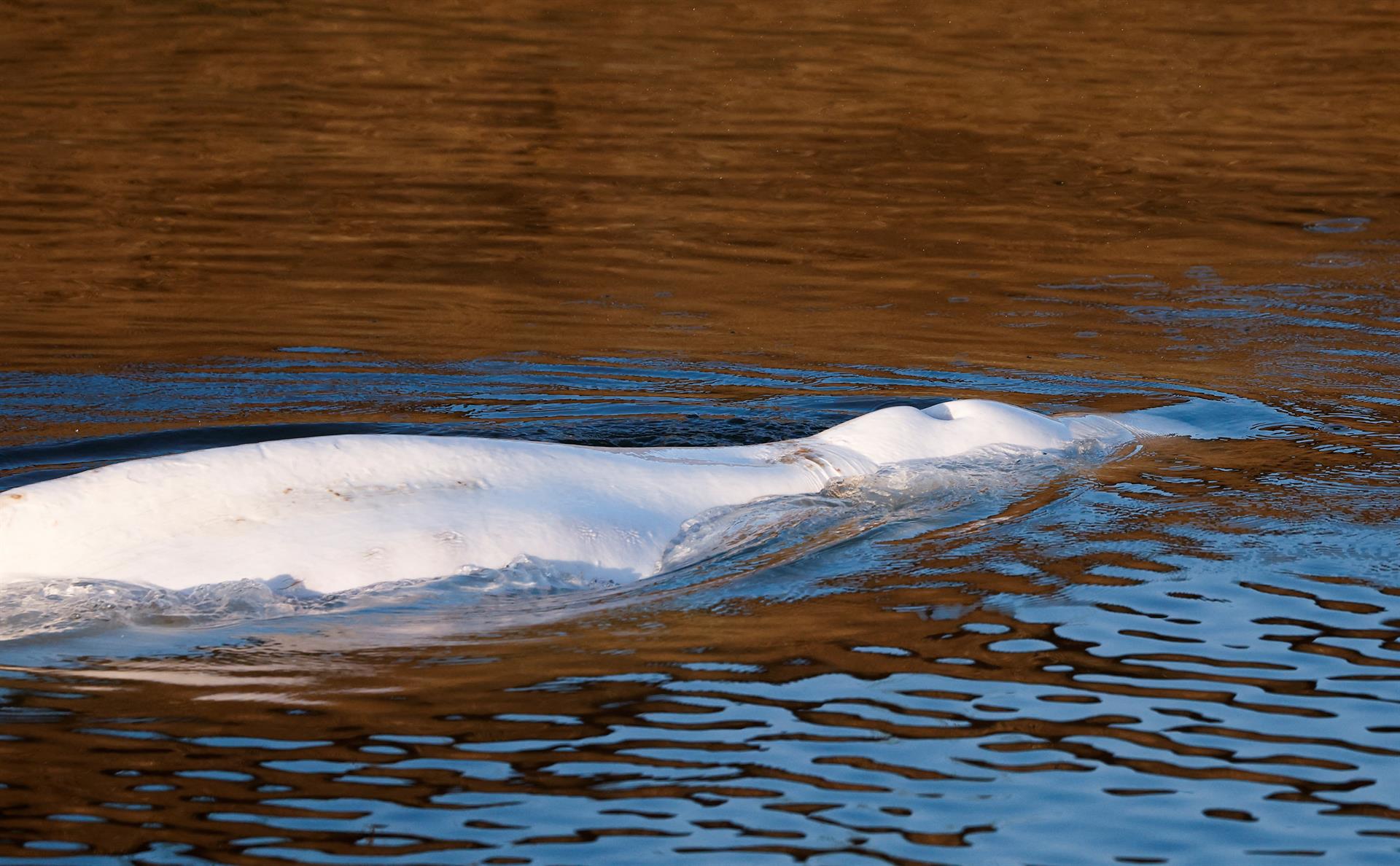 beluga rescate río Sena