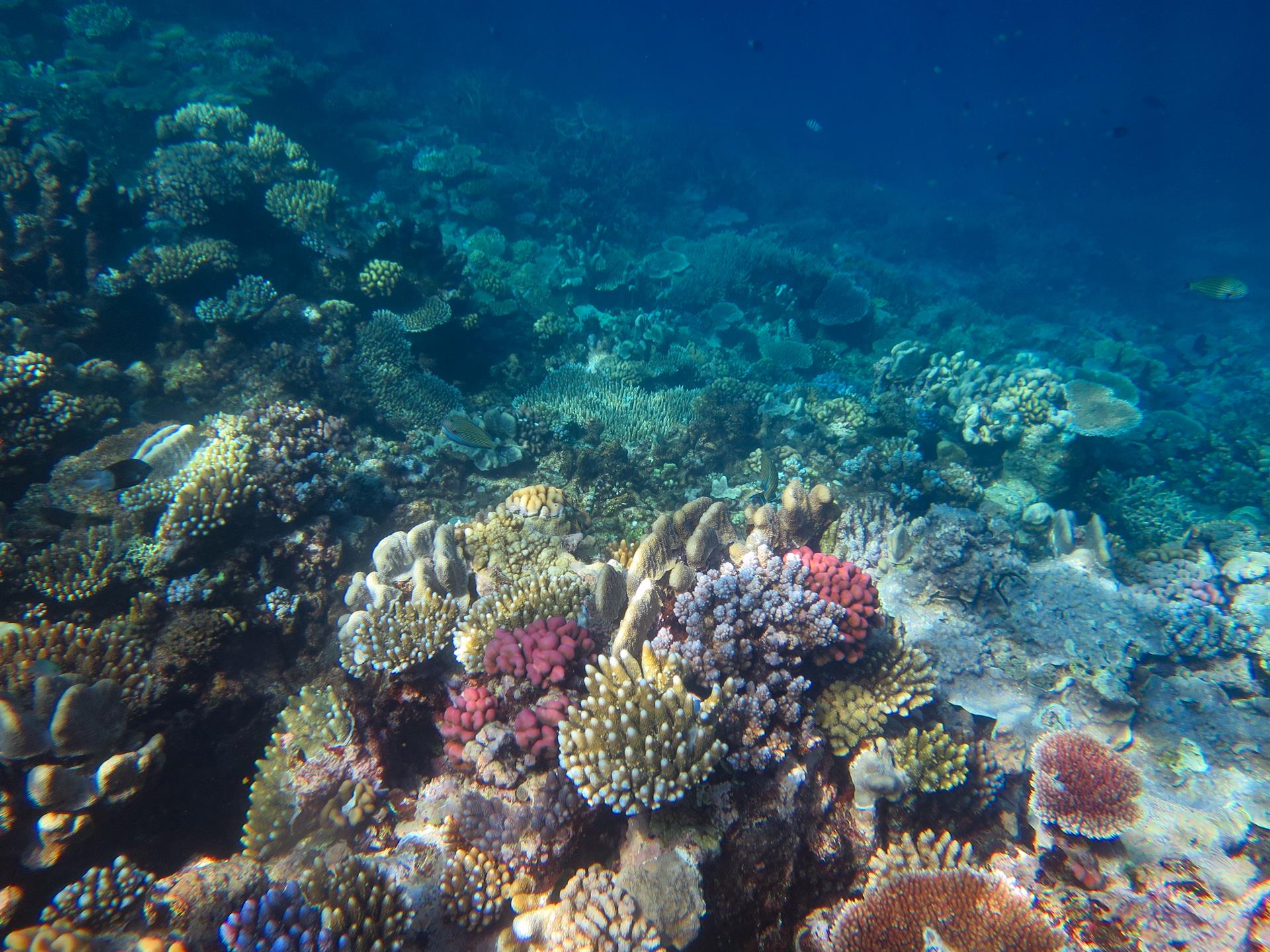 barrera coral australia