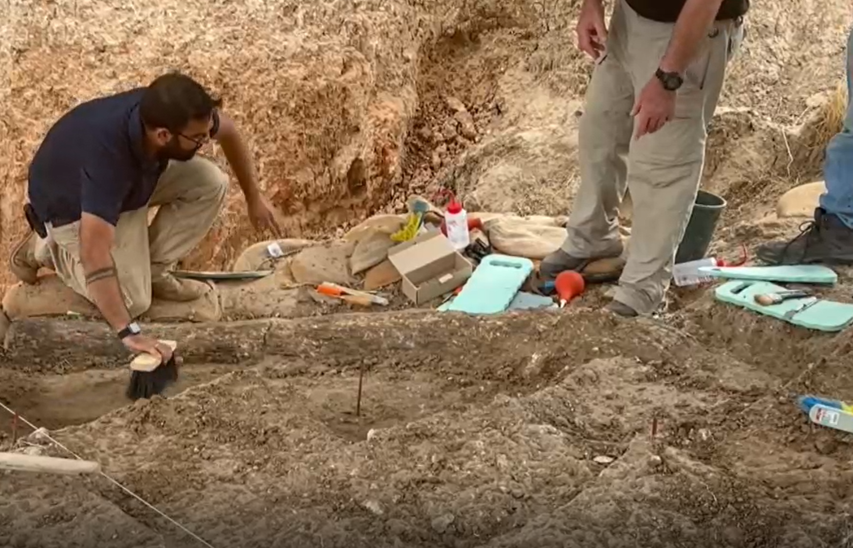 La Autoridad de Antigüedades de Israel anunció hoy el descubrimiento en el sur del país de un colmillo completo de elefante de 2,5 metros de largo, que data de hace medio millón de años atrás.