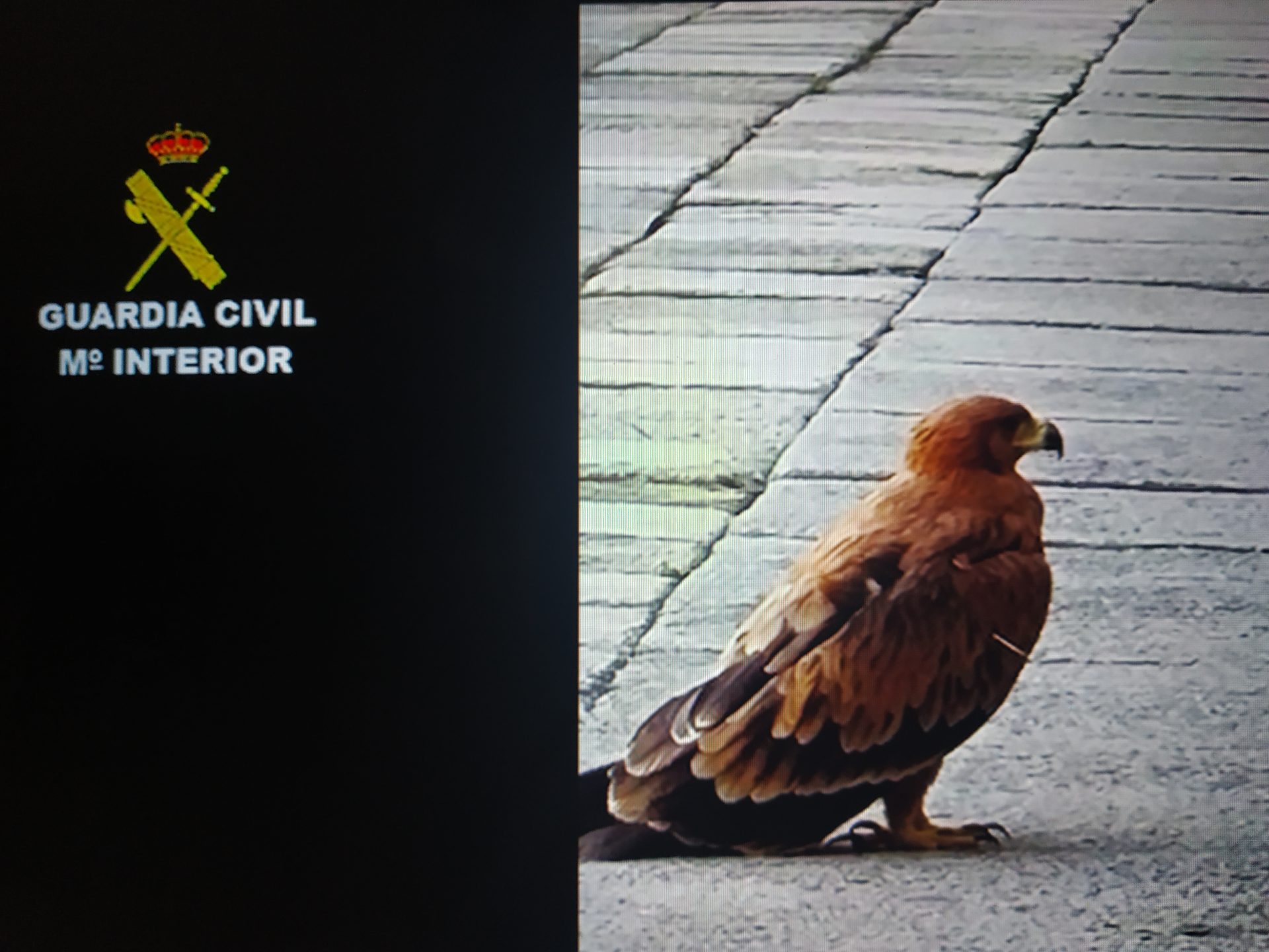 Rescatan un pollo de águila imperial ibérica en el monasterio de El Escorial