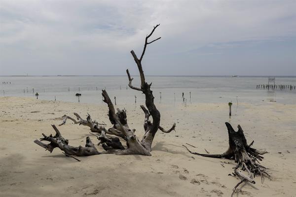 Isla de Pari (Indonesia), 13/08/2022.- Un árbol muerto yace en la playa de Rengge en la isla de Pari, Yakarta, Indonesia, 13 de agosto de 2022 EFE/EPA/MAST IRHAM