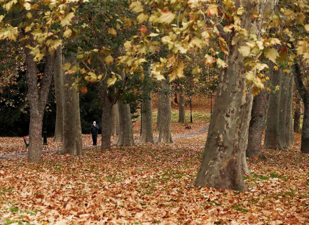 bosque biomasa