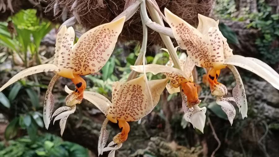 Florece la primera orquídea con olor a chocolate blanco en Málaga