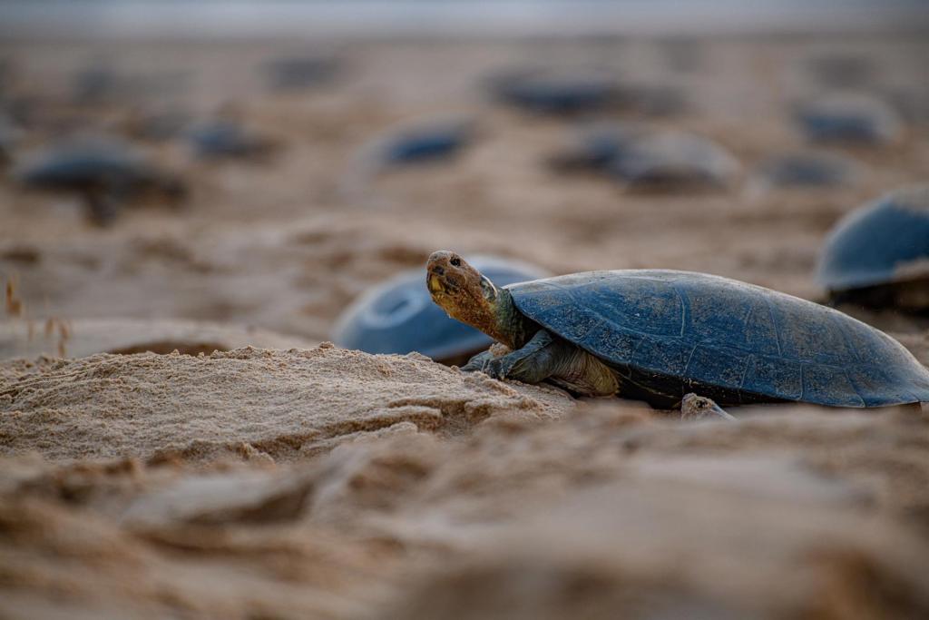 AME190. LA PAZ (BOLIVIA), 27/09/2022.- Fotografía sin fechar cedida por la Sociedad para la Conservación de la Vida Silvestre (WCS), de unas tortugas que son parte de la mayor anidación en las playas del río Iténez en Bolivia, conocido como Guaporé en Brasil. Biólogos y expertos esperan presenciar la que se considera la mayor anidación de tortugas de río sudamericana, que reunirá aproximadamente a unas 70.000 tartarugas en la frontera entre Bolivia y Brasil. EFE/ Imagen cedida por la Sociedad para la Conservación de la Vida Silvestre (WCS)/ Omar Torrico./SOLO USO EDITORIAL /NO VENTAS /SOLO DISPONIBLE PARA ILUSTRAR LA NOTICIA QUE ACOMPAÑA /CRÉDITO OBLIGATORIO