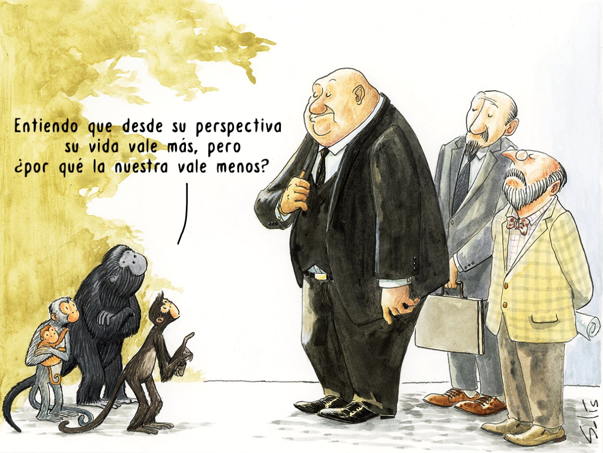 Primates Humanos Todos somos primates: la importancia de protegerlos