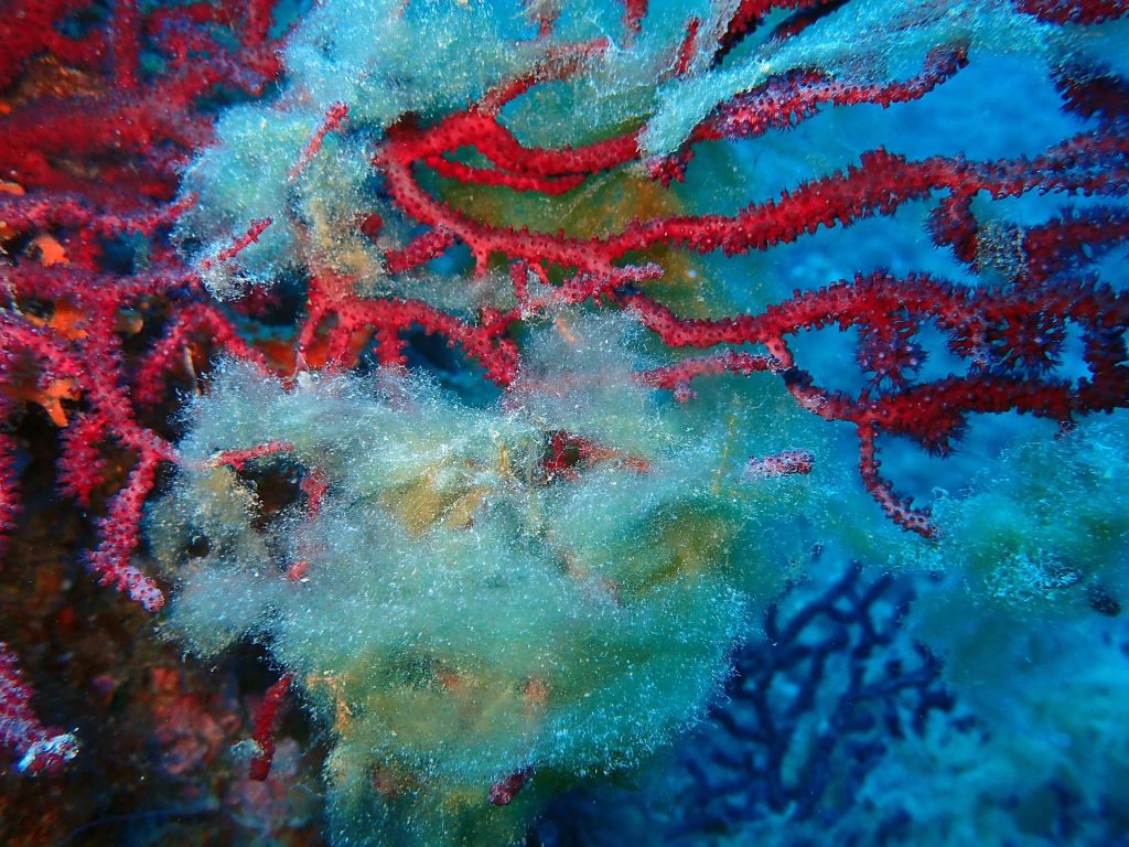 Fotografía de una muestra de las algas que se acumulan en el dique de la gorgonia roja. © Red de Alerta de Especies Exóticas Invasoras del Departamento de Acción Climática, Alimentación y Agenda Rural de Cataluña