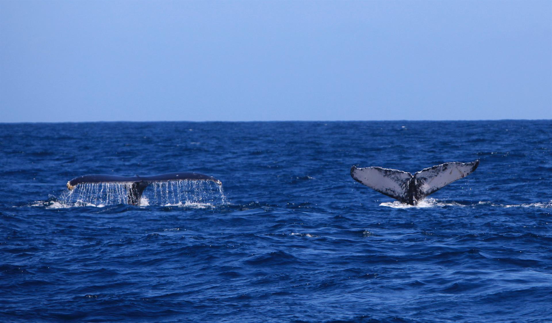 Dos ballenas jorobadas se sumergen en las aguas de la Bahía de Samaná (República Dominicana) que forma parte de un santuario de mamíferos marinos. EFE/Orlando Barría