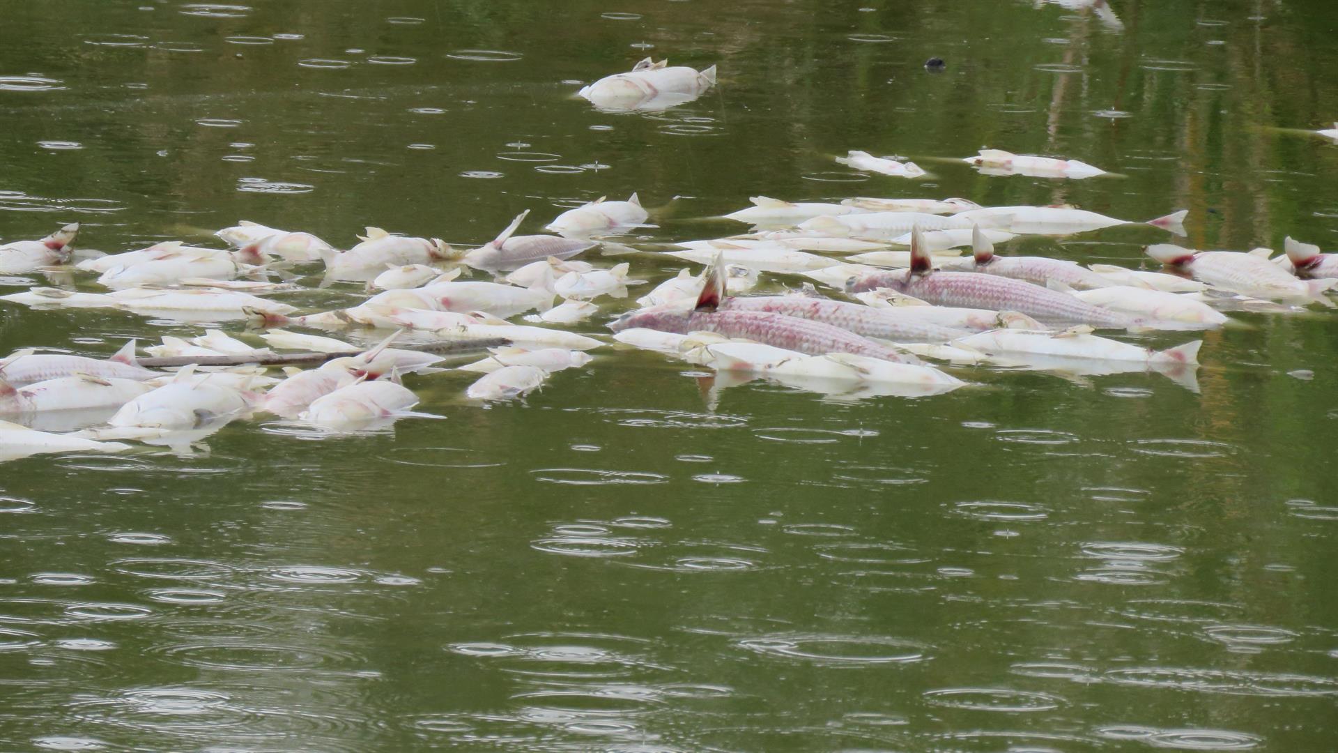 PALOS DE LA FRONTERA (HUELVA), 17/10/2022.- La organización Ecologistas en Acción ha denunciado la aparición de miles de peces muertos en el Paraje Natural Estero Domingo Rubio, Zona de Especial Protección de Aves (ZEPA) y Lugar de Interés Comunitario (LIC) de la Red Natura 2000 de la Unión Europea, ubicado en Palos de la Frontera (Huelva). EFE/Ecologistas en Acción //SOLO USO EDITORIAL/SOLO DISPONIBLE PARA ILUSTRAR LA NOTICIA QUE ACOMPAÑA (CRÉDITO OBLIGATORIO)//