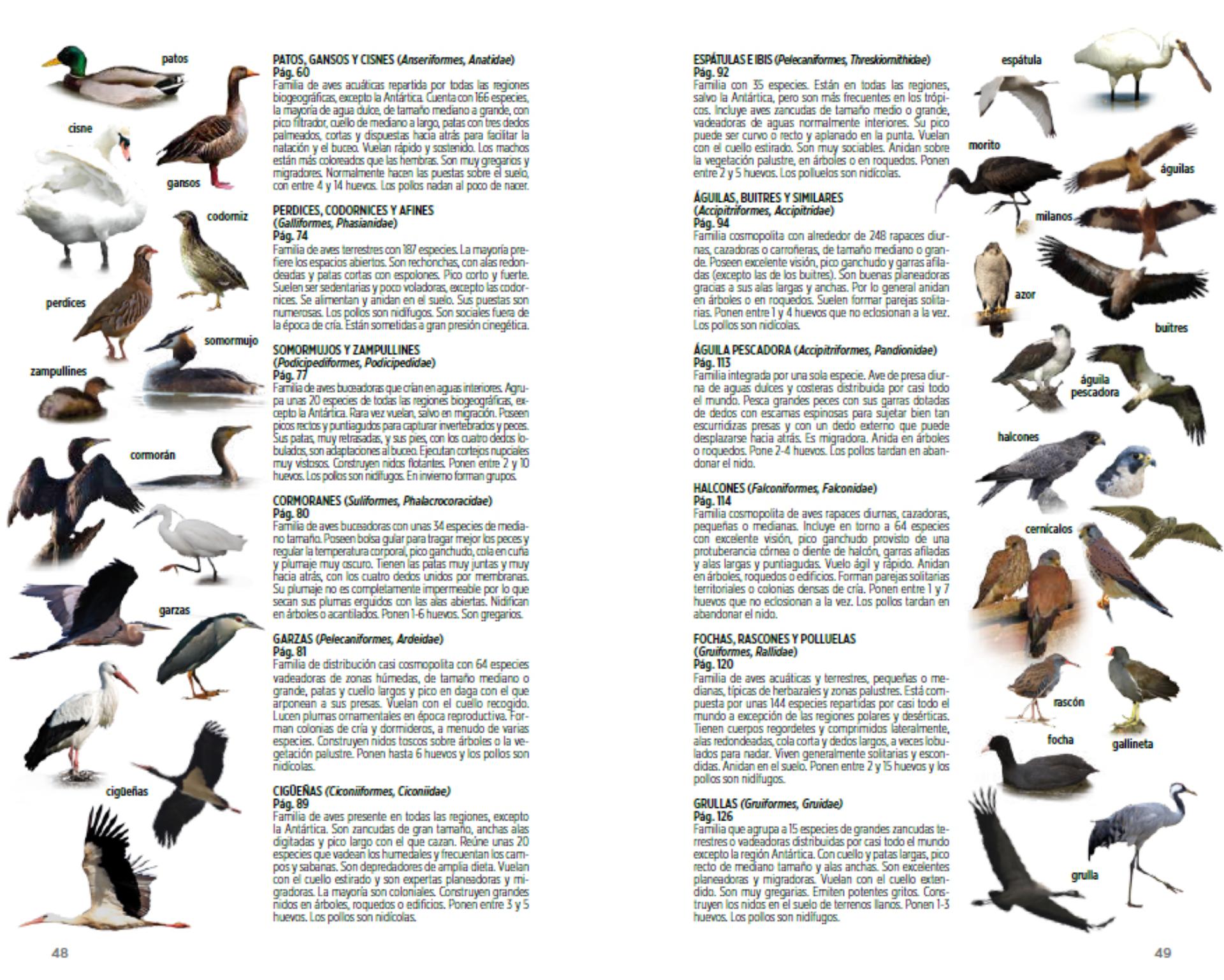desconocido borde profundizar La Guía de Aves de La Rioja nos acerca a las 236 especies de aves  silvestres que se pueden ver en esta comunidad - EFEverde