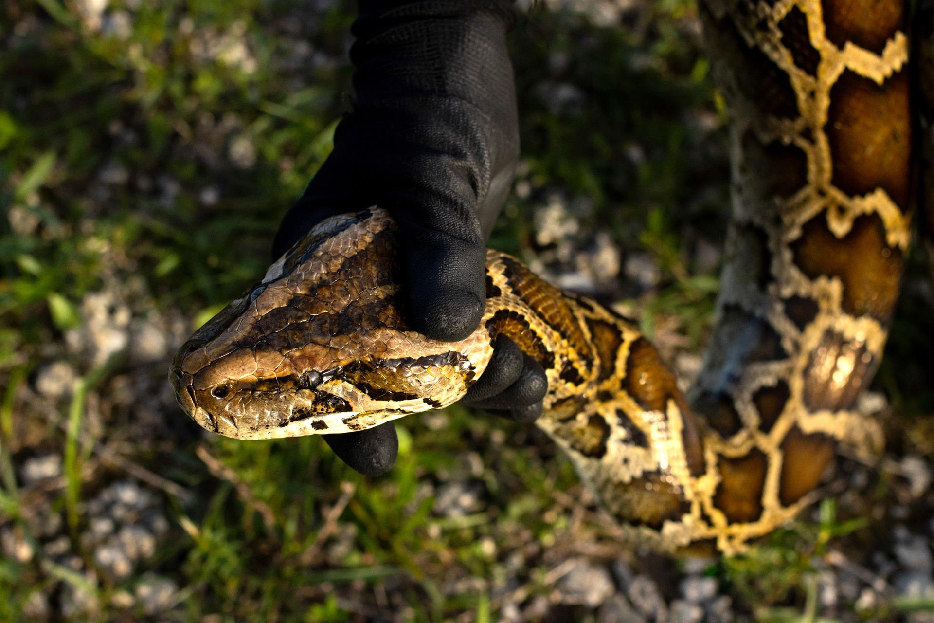 Fotografía sin fecha divulgada este jueves, 20 de octubre, por la Comisión de Conservación de Pesca y Vida Silvestre (FWC) de Florida en la que se registro la mano de una persona al sostener la cabeza de una pitón birmana, durante una competencia de caza de estos reptiles, en los Everglades (Florida). EFE/FWC