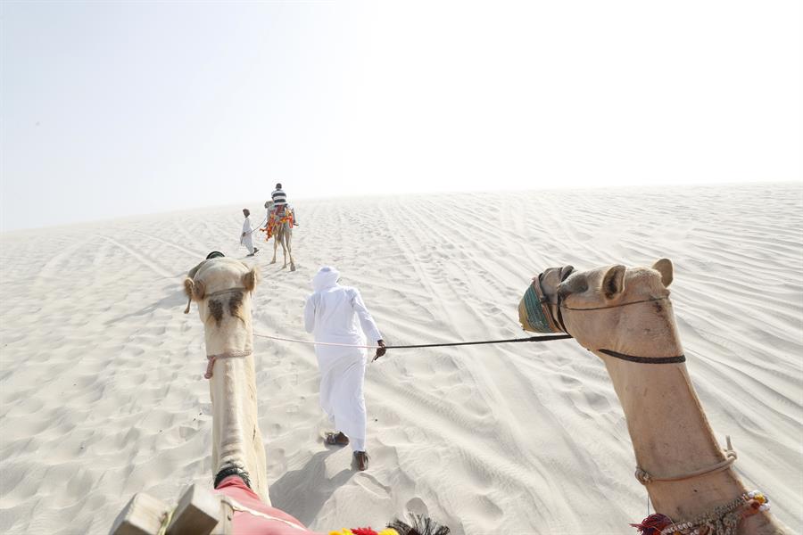 DOHA, 07/10/2022.- El dromedario -también conocido como camello arábigo- es uno de los animales que ha acompañado a la sociedad catarí en su desarrollo, teniendo un papel importante en el pasado como símbolo de prosperidad o medio de transporte hasta llegar al carácter lúdico y de reclamo turístico actual. En la foto, tomada el 16/09/2022, varios camellos transportan a turistas por una duna del desierto de Catar. EFE/ Alberto Estévez