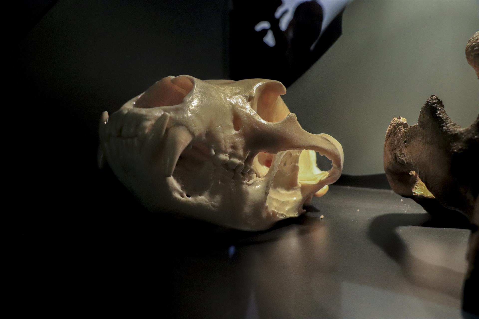 CABÁRCENO, 11/10/2022.- Calavera de un oso fotografiada en la nueva "Casa del Oso" del Parque de la Naturaleza de Cabárceno, inaugurada este martes a cargo del presidente de la Fundación Oso Pardo, Guillermo Palomero, y el consejero de Turismo, Javier López Marcano. EFE/ Celia Agüero Pereda