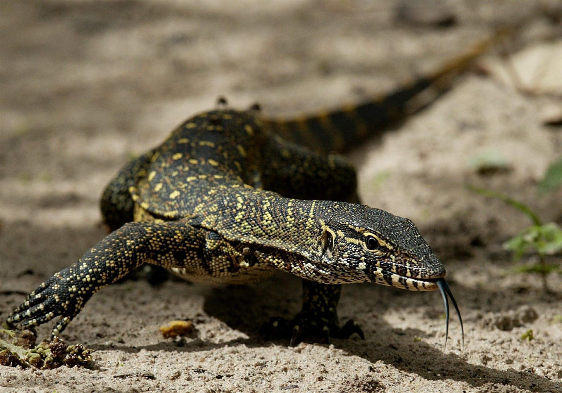 Imagen de archivo de un lagarto. EFE/EPA/NIC AMBOS