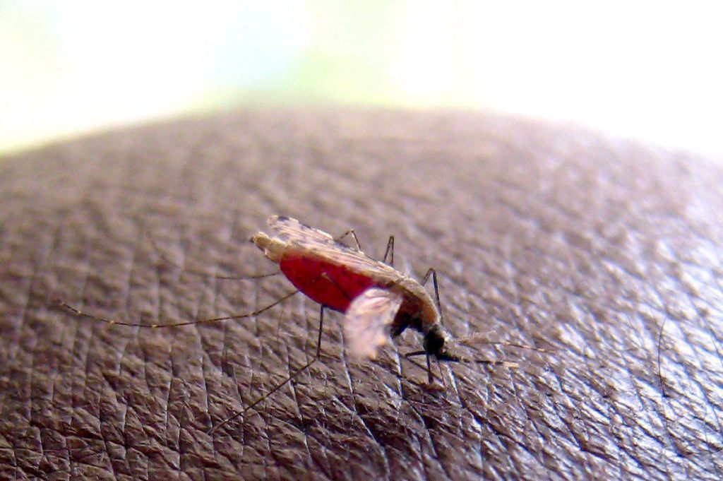 Un mosquito de la especie Anopheles gambiae, en una imagen de archivo. EFE/STEPHEN MORRISON