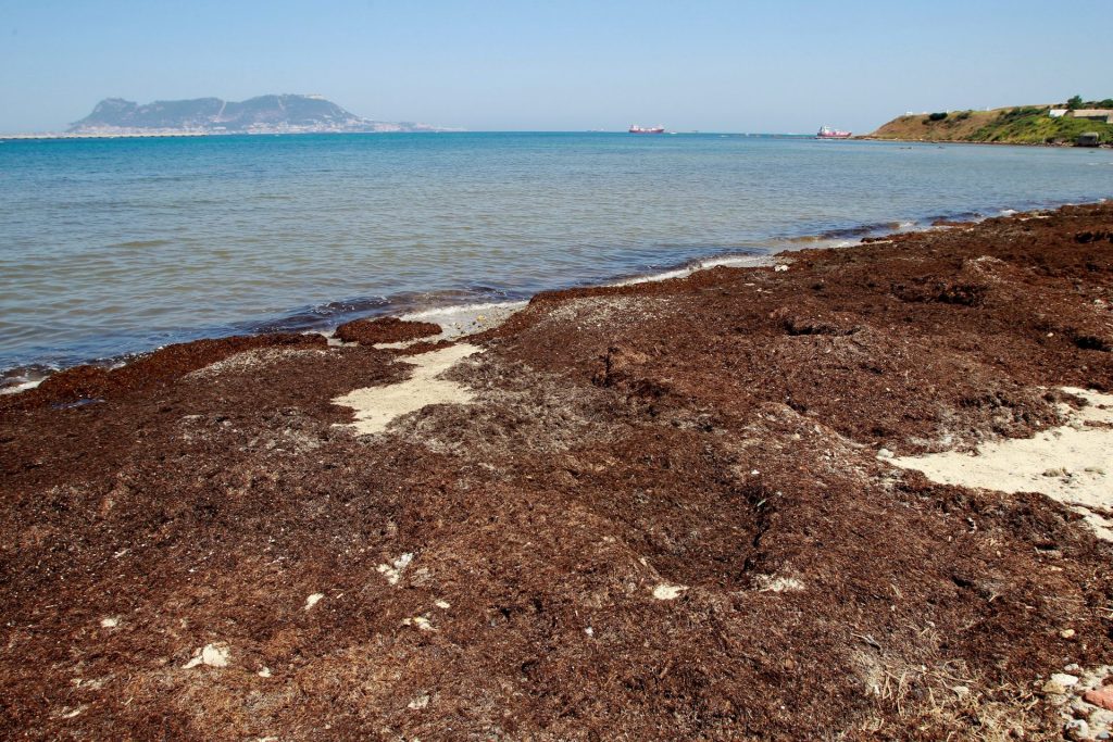 La playa del Chinarral en Algeciras (Cádiz) totalmente plagada de la alga invasora "Rugulopterix okamurae", que afecta a las costas de Andalucía. EFE/A.Carrasco Ragel.
