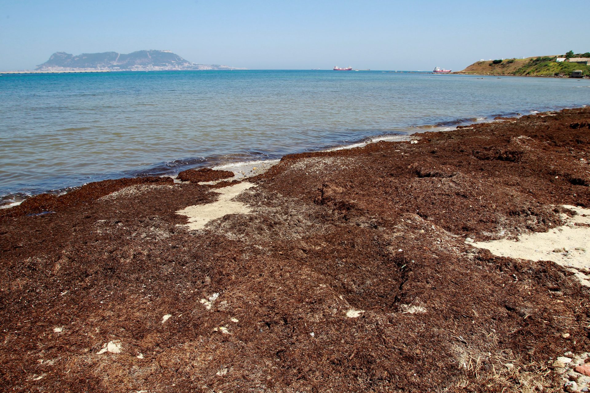 La playa del Chinarral en Algeciras (Cádiz) totalmente plagada de la alga invasora "Rugulopterix okamurae", que afecta a las costas de Andalucía. EFE/A.Carrasco Ragel.