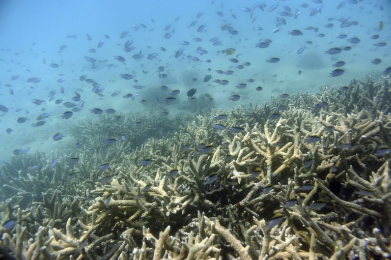 Imagen de archivo de varios peces tropicales entre la Gran Barrera de coral en la isla de Keppel (Australia). EFE/Dan Peled
