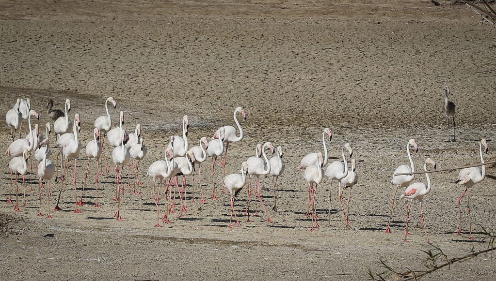 En la imagen de archivo, unos flamencos recorren una laguna completamente seca en La Cañada de los Pájaros, un humedal de La Puebla del Río (Sevilla) junto al Espacio Natural de Doñana. EFE/José Manuel Vidal