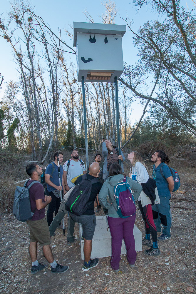 Doñana prepara la mudanza de 4.000 murciélagos. Foto de Elena Tena, de la EBD.
