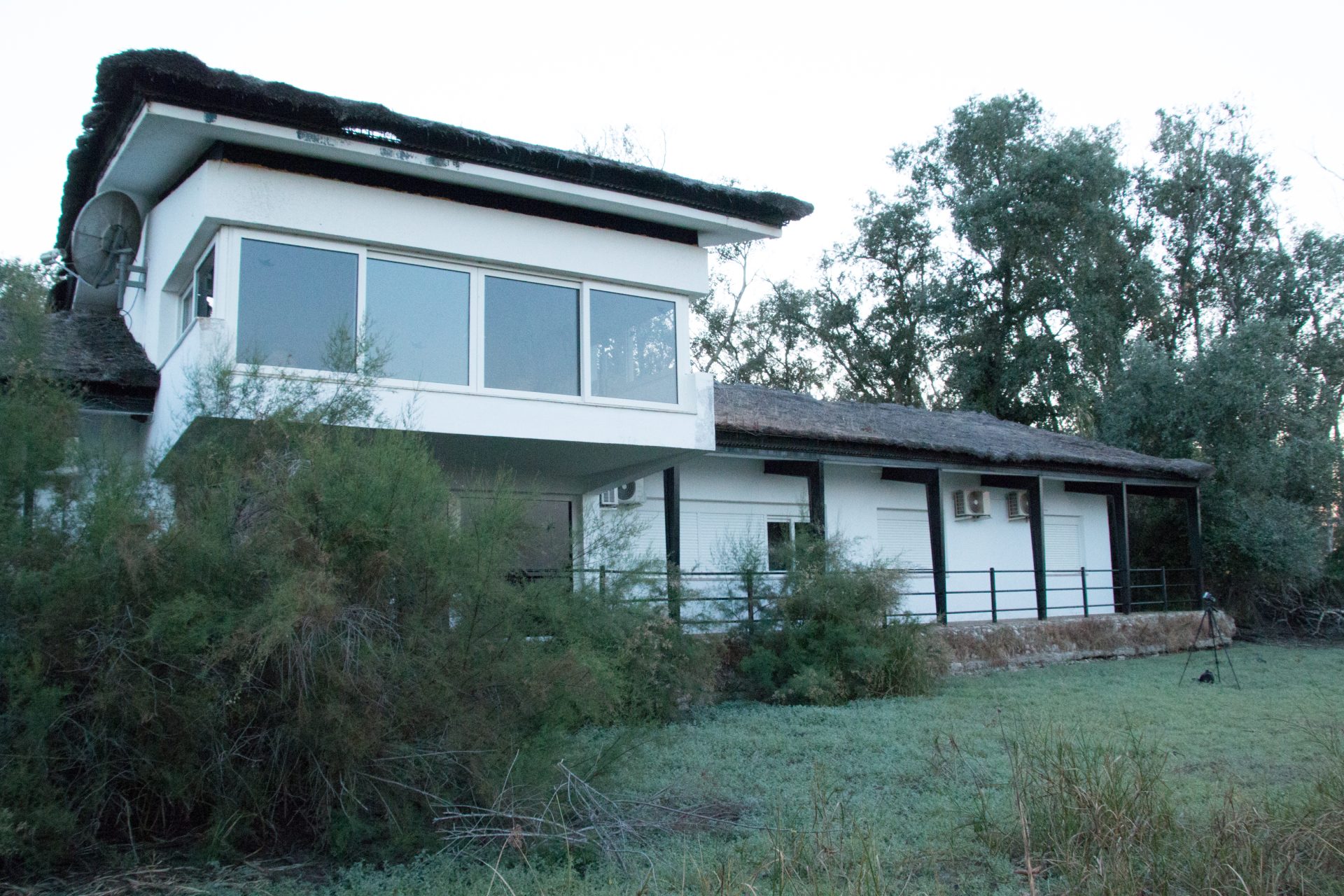 Doñana prepara la mudanza de 4.000 murciélagos. Foto de Elena Tena, de la EBD.