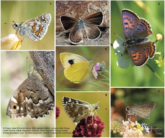 Foto cedida por ZERYNTHIA. EFE