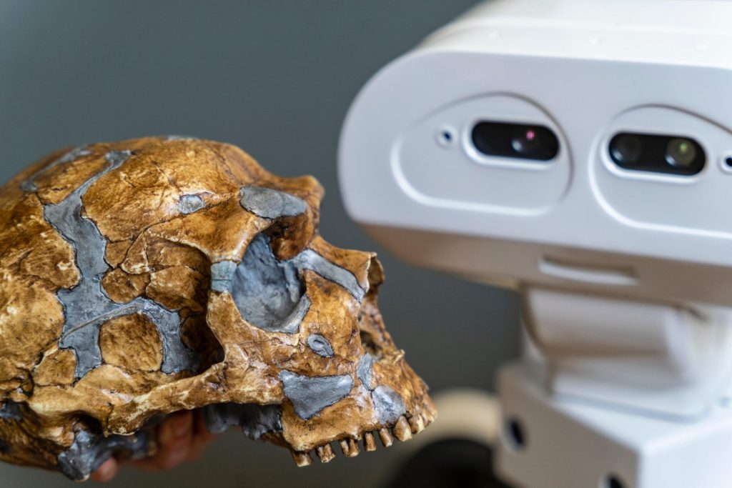 Molde de un cráneo de neandertal y el robot Tiago de PAL Robotics (Barcelona) en la Universidad Técnica de Delft en Países Bajos. Imagen facilitada por el investigador Pablo Lanillos. Crédito: Adam Klugkist (Universidad Técnica de Delft).