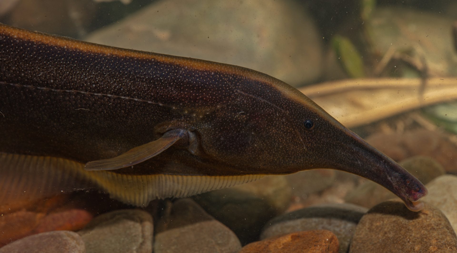 Imagen de un Sternarchorhynchus hagedornae, una de las 333 especies identificadas en un nuevo estudio sobre la diversidad de peces de agua dulce del Parque Nacional Madidi (Bolivia). EFE/Rob Wallace/WCS/SOLO USO EDITORIAL