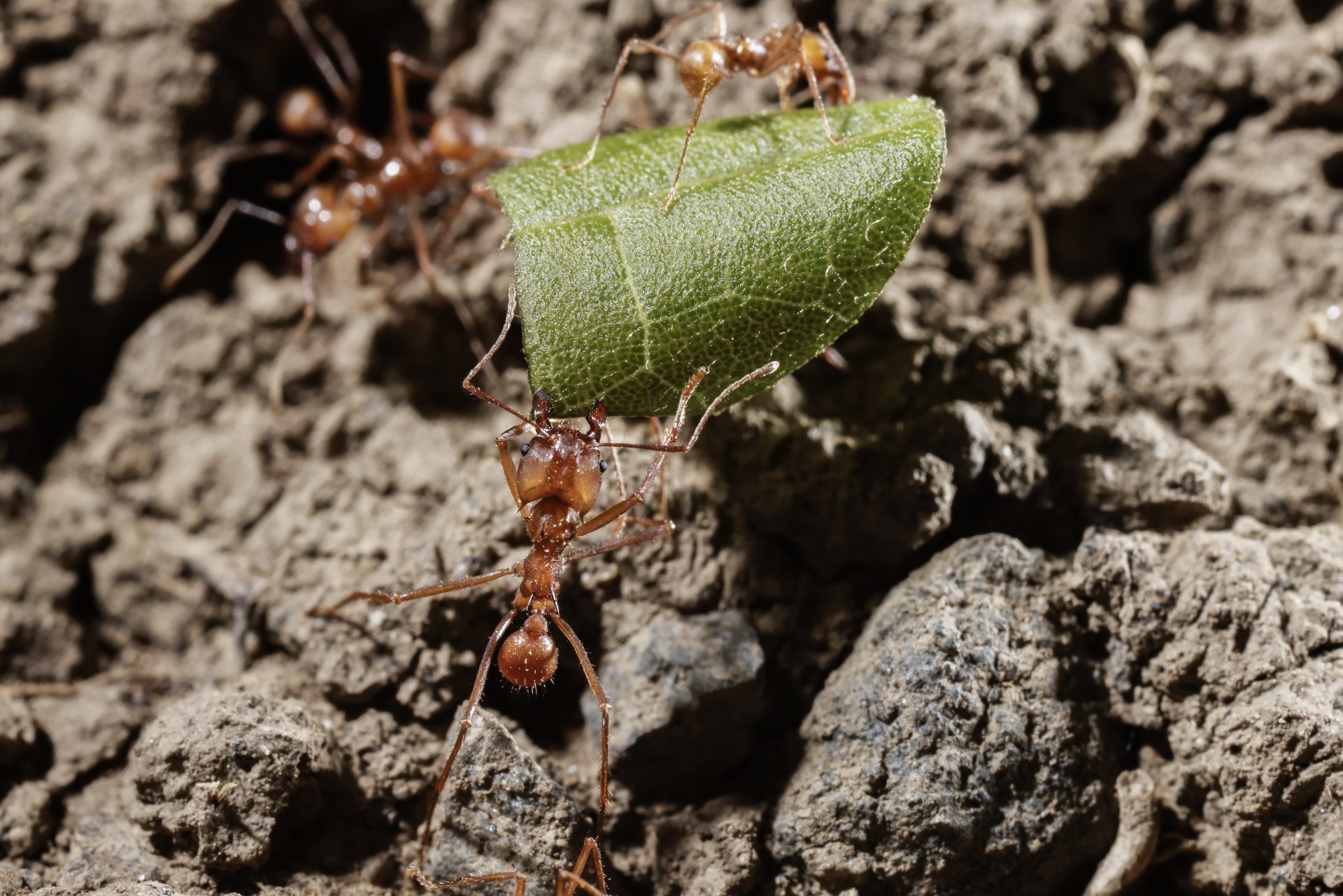 En la imagen de archivo, una hormiga obrera carga un pedazo de hoja mientras que su compañera más pequeña tiene la función de alejar cualquier parásito en el trayecto hacia el hormiguero. EFE/ Jeffrey Arguedas