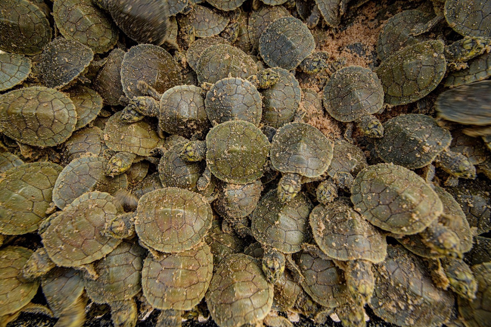 Fotografía sin fecha cedida por la Sociedad para la Conservación de la Vida Silvestre (WCS), de las tortugas que nacieron en la mayor anidación en las playas del río Iténez en Bolivia y Guaporé en Brasil. Los bancos de arena cerca del río Iténez en Bolivia y Guaporé en Brasil se volvieron "alfombras" de nuevas vidas donde nacieron millones de tortugas gigantes de río, luego de un par de meses de la que se considera la mayor anidación de estas tartarugas en el mundo, que se encuentran en riesgo por la comercialización de su carne y de sus huevos. EFE/ Omar Torrico /SOLO USO EDITORIAL/ SOLO DISPONIBLE PARA ILUSTRAR LA NOTICIA QUE ACOMPAÑA (CRÉDITO OBLIGATORIO)