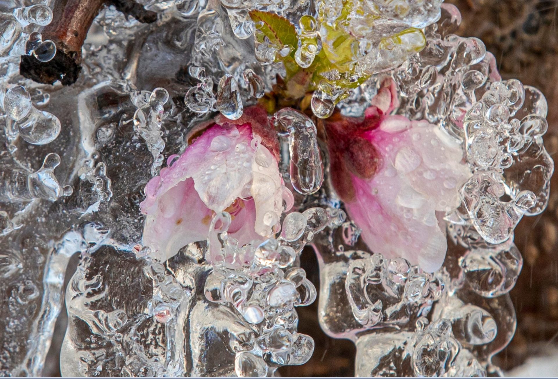 Imagen de flores de árboles frutales bajo el impacto del hielo. Marcial Guillen