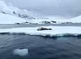 Fotografía fechada el 15 de enero de 2019, que muestra a una foca en los alrededores de una base militar británica, en Puerto Lockroy (Antártida). EFE/ Diana Marcela Tinjacá
