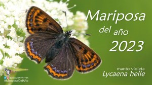 ).- La especie Lycaena helle, conocida popularmente como "manto violeta", de tamaño pequeño y en estado crítico de conservación, ha sido elegida Mariposa del Año 2023 por la Asociación Española para la Protección de las Mariposas y su Medio (Zerynthia). EFE(Foto cedida Zerynthia)