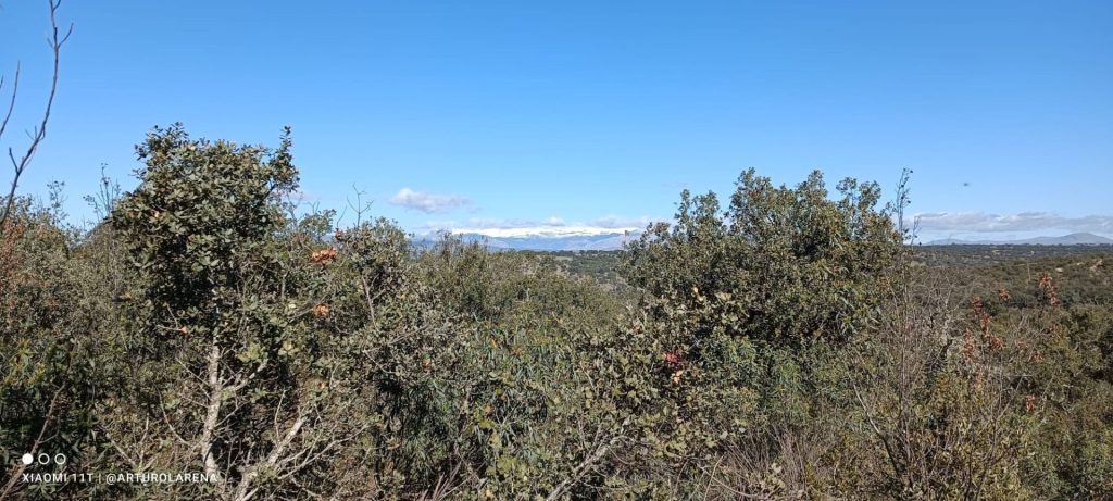 Monte de El Pardo 2 @arturolarena para @efeverde