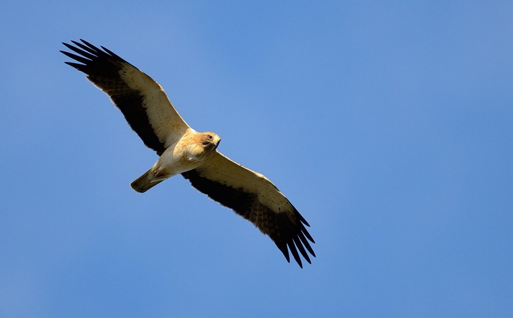 Águila calzada. © CSIC/Fabrizio Sergio