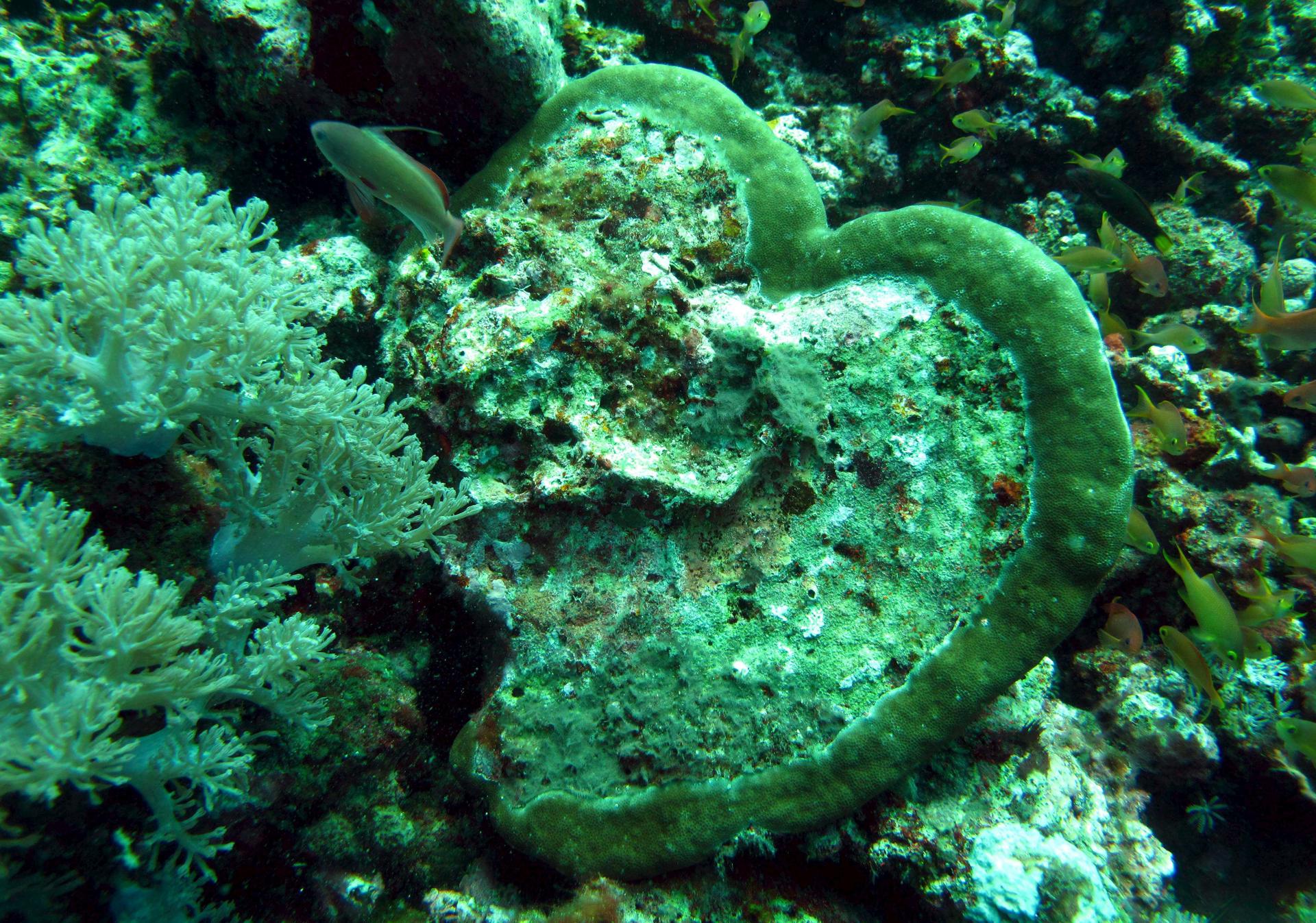 Imagen de un coral con forma de corazón, en una fotografía de archivo. EFE/Dennis M. Sabangan
