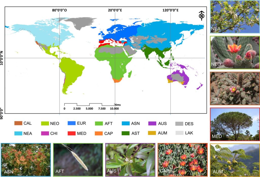 Ilustración perteneciente al artículo “Orígenes biogeográficos y mecanismos de las invasiones de plantas exóticas en las Islas Canarias”