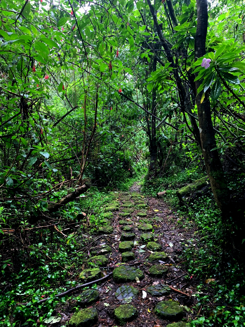 Fotografía de la vegetación de los cerros orientales, el 10 de marzo de 2023, en Bogotá (Colombia). Los Cerros Orientales de Bogotá, una cadena montañosa que recorre la capital colombiana de sur a norte, son un tesoro natural que empieza a ser protegido y reforestado dada su condición de fuente hídrica, hogar de múltiples especies de fauna y flora y contribución significativa a la regulación climática de la ciudad. EFE/ Dido Polo Monterrosa