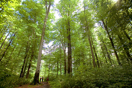 Trekkers in a middle mountain Beech forest. Gradistea Muncelului Cioclovina Nature Park in the Carpathian Mountains, South-West Romania. The Park is known for its cultural landscapes as well as ruins of an ancient fortress and Stonehenge of the Dacian people. © WWF