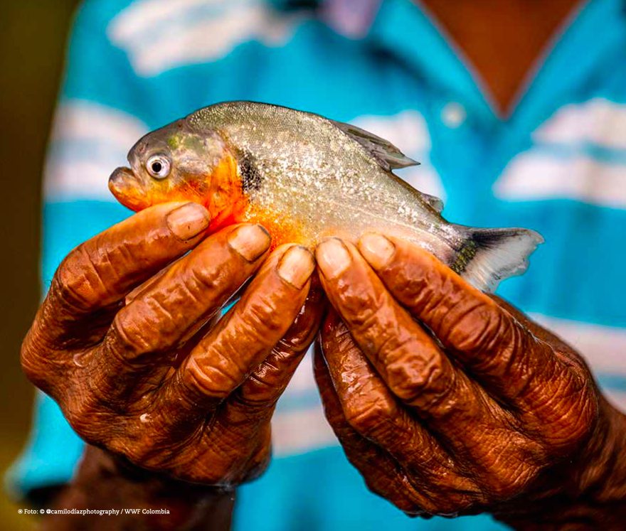 Los peces presentes en los humedales de la Estrella Fluvial Inírida, en Colombia. Foto: Camilo Díaz / WWF Colombia