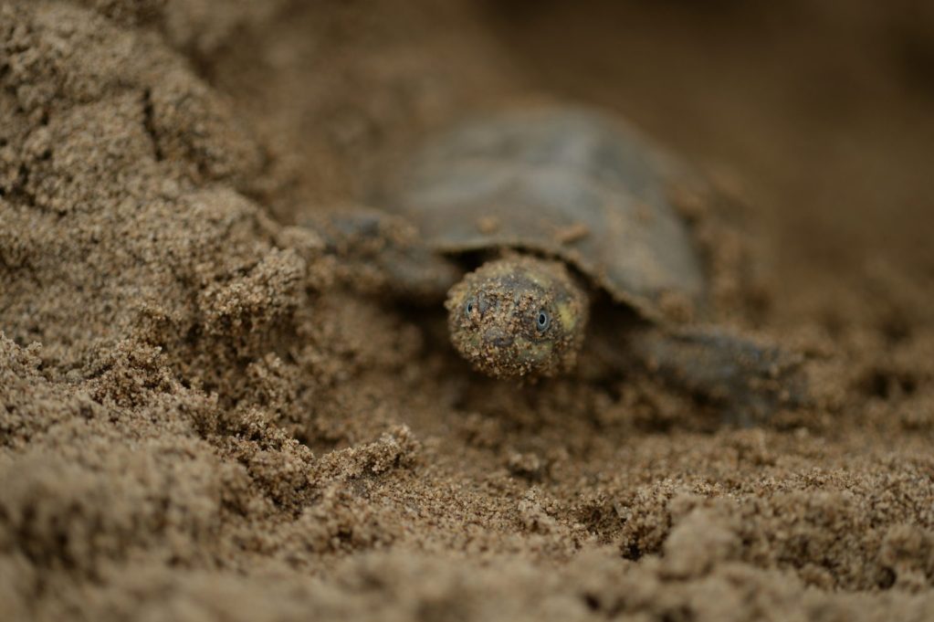 Un tortuguillo de charapa justo en el instante en el que abandona la nidada para buscar las aguas del río Meta. Foto: «El Pato» Salcedo / WCS Colombia