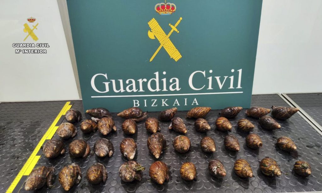 Imagen de los 38 caracoles incautados por Agentes de la Guardia Civil de la Sección Fiscal y de Fronteras del aeropuerto de Bilbao, en Loiu, han intervenido 38 caracoles gigantes africanos vivos, pertenecientes a una especie invasora y altamente peligrosa, en el equipaje de una pasajera procedente de Nigeria, vía París. EFE/GUARDIA CIVIL /***SOLO USO EDITORIAL/SOLO DISPONIBLE PARA ILUSTRAR LA NOTICIA QUE ACOMPAÑA (CRÉDITO OBLIGATORIO)***