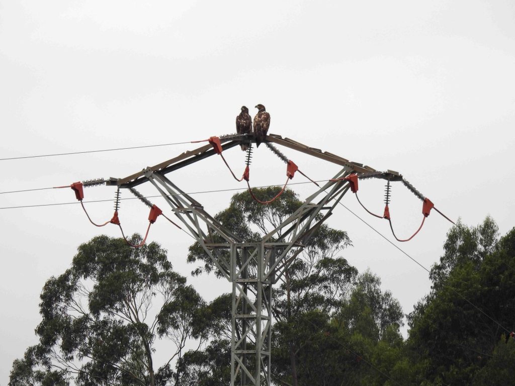 Pareja de pigargos europeos sobre un poste eléctrico con medidas anti-electrocución de aves. Foto: GREFA