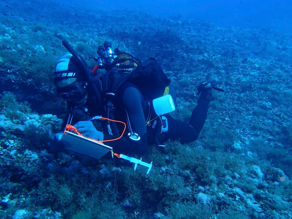 Uno de los investigadores del Consejo Superior de Investigaciones Científicas (CSIC), durante los trabajos de muestreo de la población de medusas y langostas en aguas baleares. Las medusas clavel, tan molestas para los turistas, y las langostas, tan apreciadas por los pescadores, que llegan a las costas de Baleares y Cataluña proceden del mar de Liguria, la región occidental del mar Mediterráneo que baña las costas de Francia y parte de Italia y Mónaco. Este descubrimiento ha sido realizado por un equipo de investigadores del CSIC y ha sido publicado recientemente en la revista "Scientific Reports", donde se relata que diferentes especies de gran valor pasan su vida a merced de las corrientes marinas, pero se desconoce cuál es su origen. EFE/ CSIC Illes Balears / ***SOLO USO EDITORIAL/SOLO DISPONIBLE PARA ILUSTRAR LA NOTICIA QUE ACOMPAÑA (CRÉDITO OBLIGATORIO)***