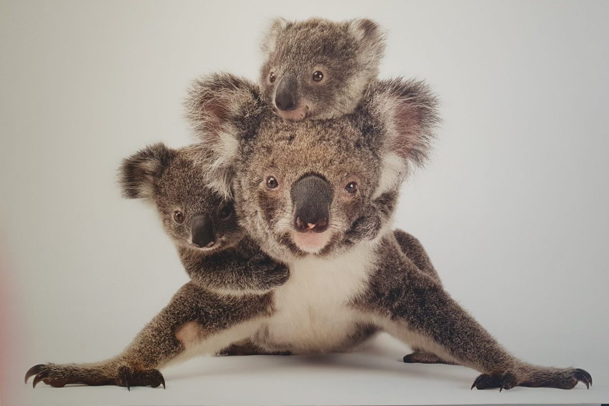 Identificateur De Verres Koala – Marqueurs Réutilisables En Forme De Cœur – Lavables – Fabriqué En Espagne