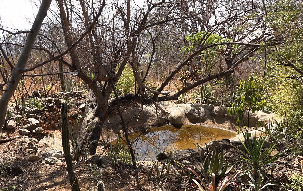 MEX289. OAXACA (MÉXICO), 22/02/2023.- Fotografía de un oasis el 21 de marzo de 2023, en el estado de Oaxaca (México). La asociación mexicana Colmillo Blanco protege un oasis de dos por cuatro metros que sobresale como el único espejo de agua en las 87 hectáreas de bosque que sobreviven sin protección del Gobierno en el Cerro del Fortín en Oaxaca, estado del sur del país. EFE/Jesús Méndez